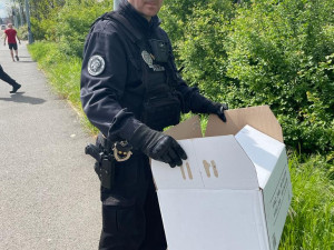 Kachna ztratila cestou přes kanál sedm potomků. Všechny se podařilo zachránit