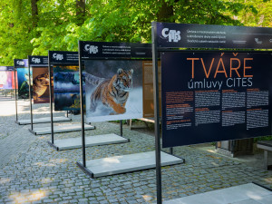 V pražské zoo začala výstava, která přibližuje problematiku obchodu s ohroženými druhy