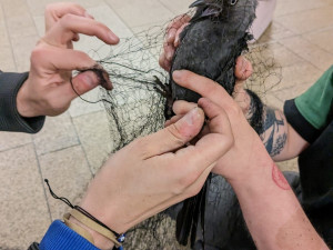 Kavka zabloudila a strávila dva týdny ve stanici metra. Teď jí lidé pomáhají sbírkou