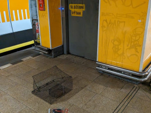 Kavka zabloudila a strávila dva týdny ve stanici metra. Teď jí lidé pomáhají sbírkou