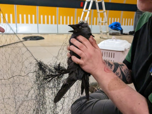 Kavka zabloudila a strávila dva týdny ve stanici metra. Teď jí lidé pomáhají sbírkou