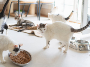 V horním patře domku probíhá pet terapie