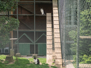 Kočky mají k dispozici hned dvě venkovní voliéry