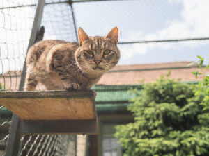 Kočky mají k dispozici hned dvě venkovní voliéry