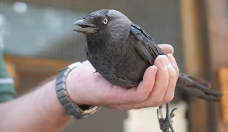 Kavčí celebrita z metra je volná. Po zotavení se vrátila na svobodu