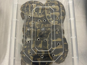 Ruzynští celníci našli v kufru šedesát živých hadů, k tomu želvy a gekony