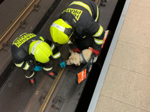 Mladá nevidomá žena spadla do kolejiště metra i se svým vodicím psem