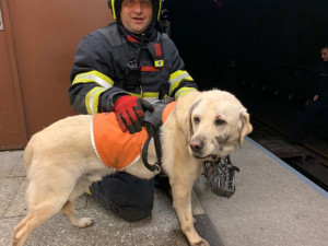 Mladá nevidomá žena spadla do kolejiště metra i se svým vodicím psem