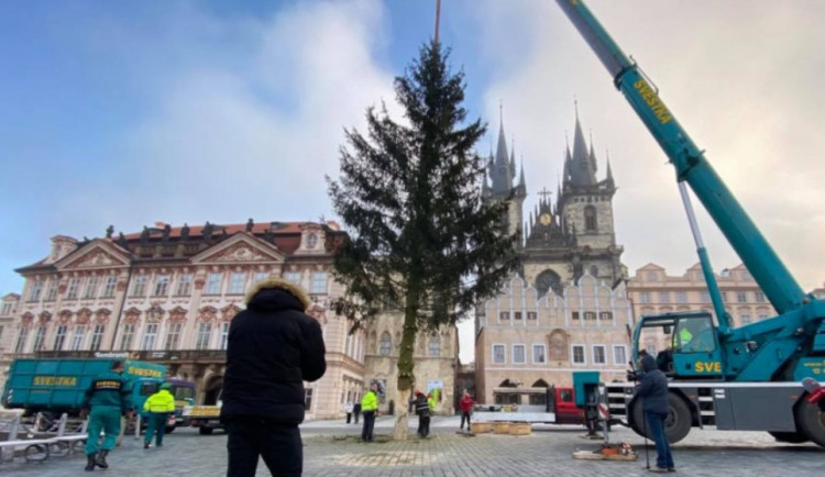 Hledá se vánoční strom pro Staroměstské náměstí. Pořadatelé nabízejí finanční odměnu