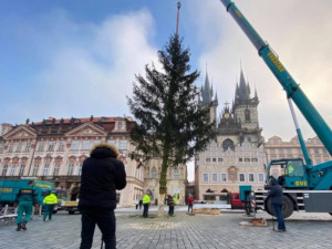 Hledá se vánoční strom pro Staroměstské náměstí. Pořadatelé nabízejí finanční odměnu