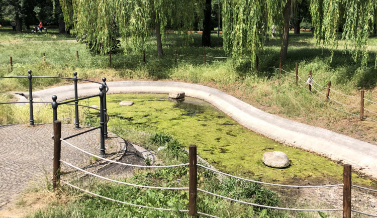 Lidem z Prahy 8 se nelíbí stav vody v místním jezírku, špinavá zůstane kvůli žábám dva měsíce