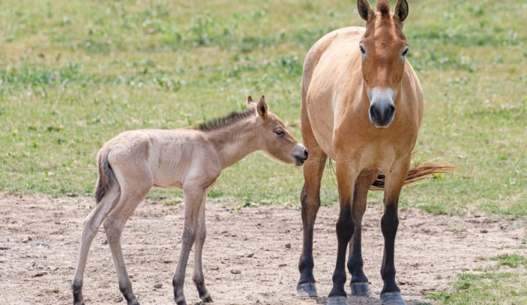 Na pražských Dívčích hradech se narodilo hříbě koně Převalského