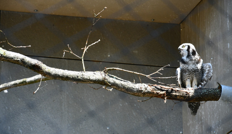 Sovinec jako v Harry Potterovi. Zoo v Hluboké nad Vltavou má novou expozici