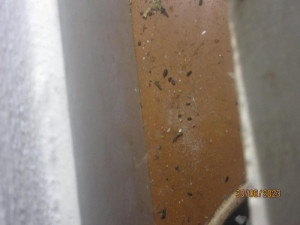 Myší trus, špinavé mrazáky, zanedbaný úklid. Kuchyň pražské hospody zavřela inspekce