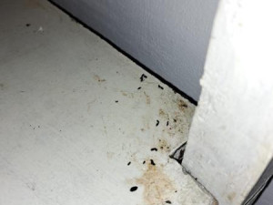 Myší trus, špinavé mrazáky, zanedbaný úklid. Kuchyň pražské hospody zavřela inspekce