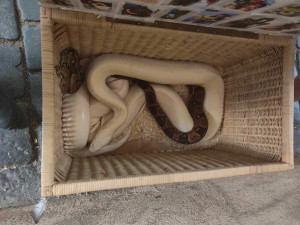 Pražští strážníci odebrali z pouličních produkcí další tři exotické hady