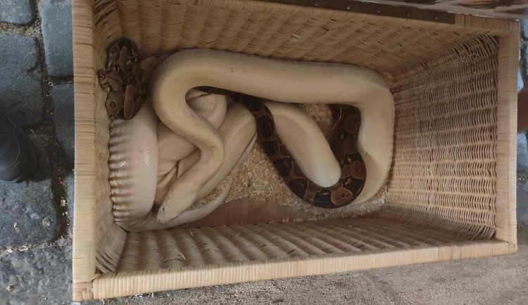 S hady v koši chtěl cizinec utéct.