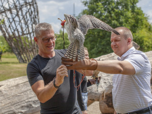 Praha 14 do boje s přemnoženými holuby pošle dva sokoly
