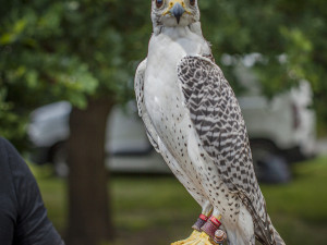 Praha 14 do boje s přemnoženými holuby pošle dva sokoly