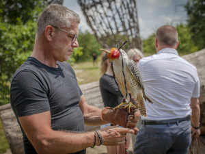 Praha 14 do boje s přemnoženými holuby pošle dva sokoly