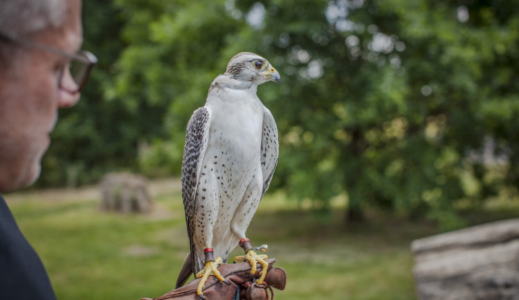 Sokoli musí nejdřív projít výcvikem.