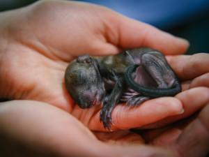 Pražská záchranná stanice má v péči stovky mládať, potřebuje pro ně textil