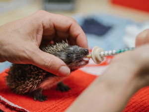 Pražská záchranná stanice má v péči stovky mládať, potřebuje pro ně textil