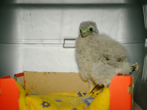 Pražská záchranná stanice má v péči stovky mládať, potřebuje pro ně textil