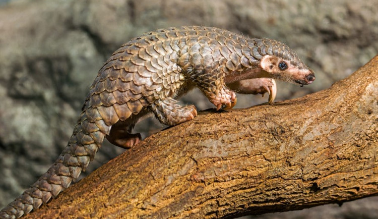 Historický úspěch je blízko. Šiška se může stát prvním úspěšně odchovaným luskounem v Evropě