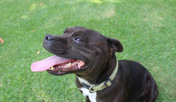 Psa nechal v autě a odešel do zoo. Udělal jsem chybu, napsal muž