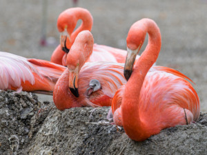 Plameňáci v Zoo Praha se ujali mláděte jiného druhu. Starají se o něj vzorně