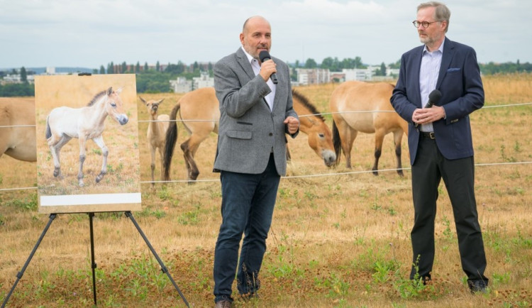 Hříbě koně Převalského dostalo jméno Barunka. Pokřtil ji premiér Fiala