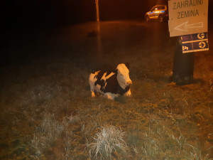 Kráva utekla svému majiteli a odpočívala na ulici v Praze. Čeká v útulku