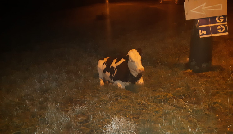 Kráva utekla svému majiteli a odpočívala na ulici v Praze. Čeká v útulku