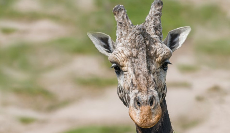 V pražské zoo uhynul nejstarší žirafí samec. Zplodil devětadvacet potomků