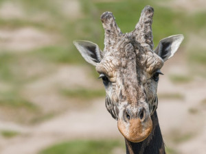 V pražské zoo uhynul nejstarší žirafí samec. Zplodil devětadvacet potomků