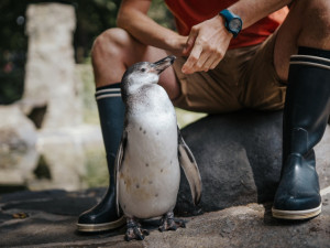 Malého tučňáka v pražské zoo vyhodili z hnízda. Chovatelům se nakonec podařil zázrak