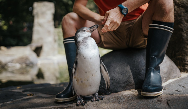 Malého tučňáka v pražské zoo vyhodili z hnízda. Chovatelům se nakonec podařil zázrak