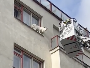 VIDEO: Pes uvízl na parapetu ve čtvrtém patře, zachránili ho hasiči