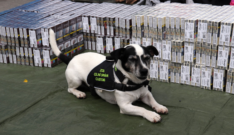 Stuart u nalezených cigaret.