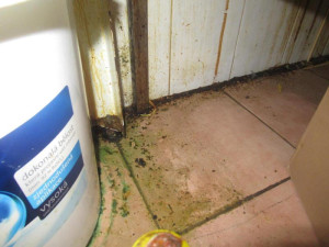 Plíseň v mrazáku, odpadky a špína. Inspekce zavřela kuchyň čínské restaurace na Smíchově