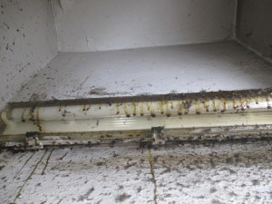 Plíseň v mrazáku, odpadky a špína. Inspekce zavřela kuchyň čínské restaurace na Smíchově