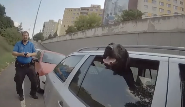 Pes se v autě přehříval.