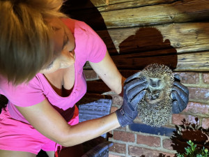 Máme na zahradě rodinku rozkošných ježků. Do záchranné stanice mláďata rozhodně neodneseme