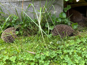 Máme na zahradě rodinku rozkošných ježků. Do záchranné stanice mláďata rozhodně neodneseme