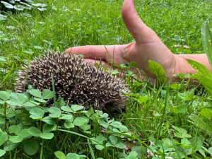 Máme na zahradě rodinku rozkošných ježků. Do záchranné stanice mláďata rozhodně neodneseme