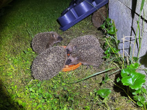 Máme na zahradě rodinku rozkošných ježků. Do záchranné stanice mláďata rozhodně neodneseme