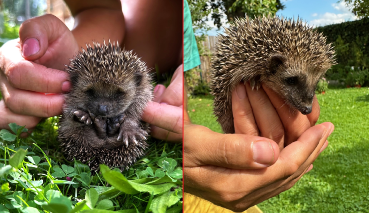 Máme na zahradě rodinku rozkošných ježků. Do záchranné stanice mláďata rozhodně neodneseme
