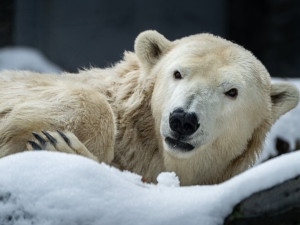 V pražské zoo utratili lední medvědici Bertu. Trpěla neléčitelnou nemocí