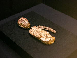 VIDEO: V Národním muzeu pod dohledem policie vystavili Věstonickou venuši. Vrátila se po devíti letech